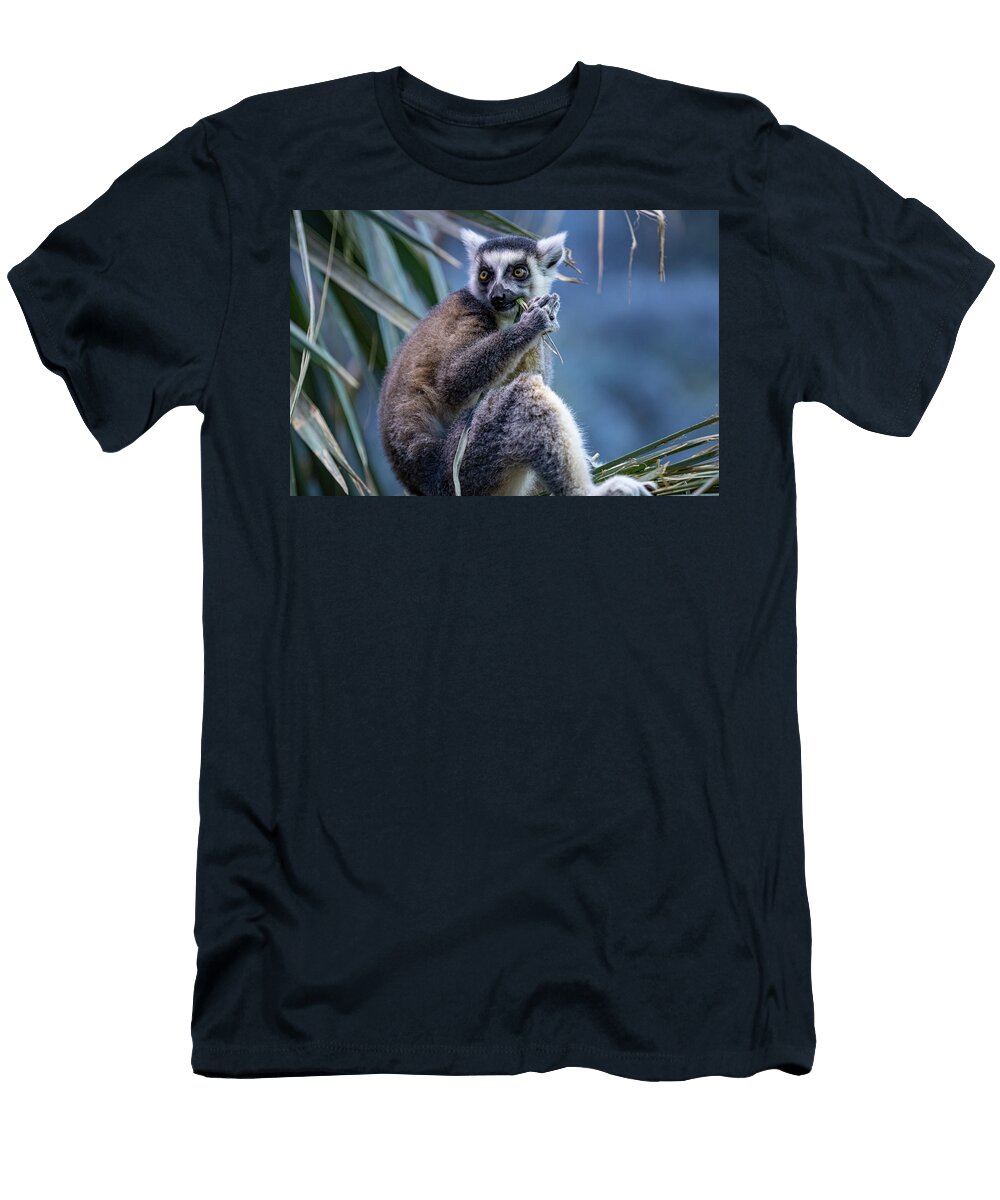 1 Ring Tailed Lemur Erin Okeefe T-Shirt