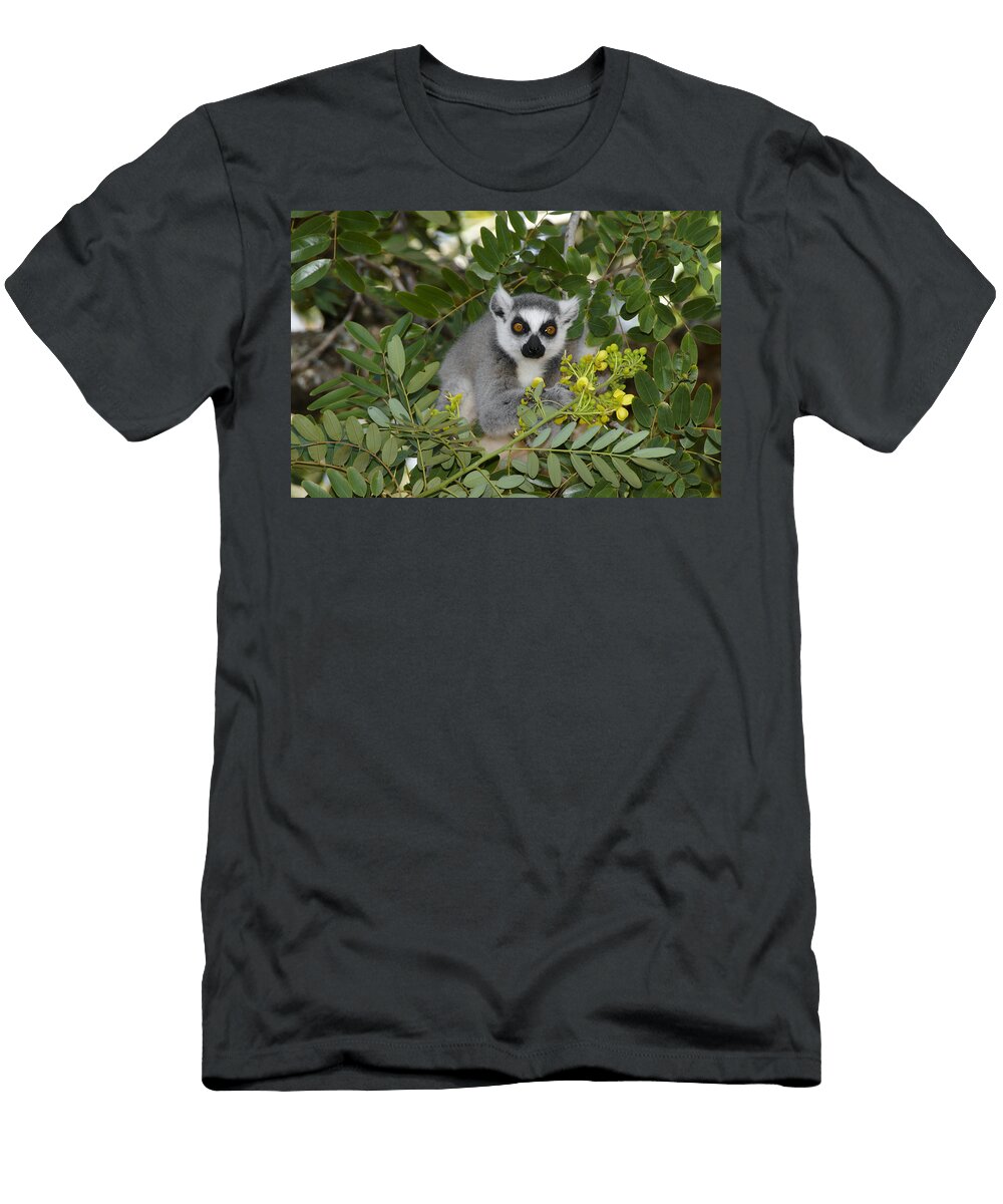 Little Ring Tailed Lemur Michele Burgess T-Shirt