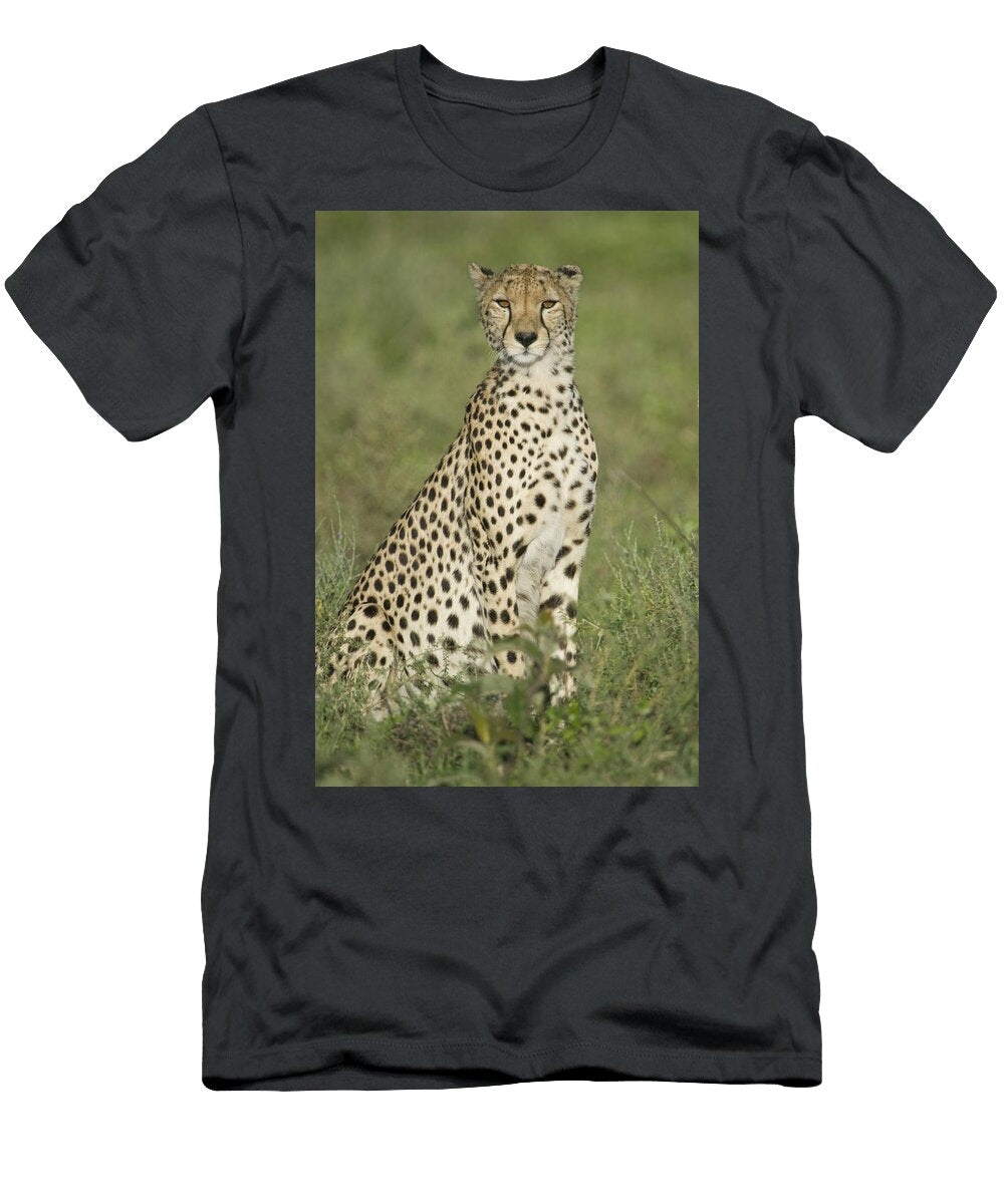 Pregnant Cheetah Acinonyx Jubatus Animal Images T-Shirt